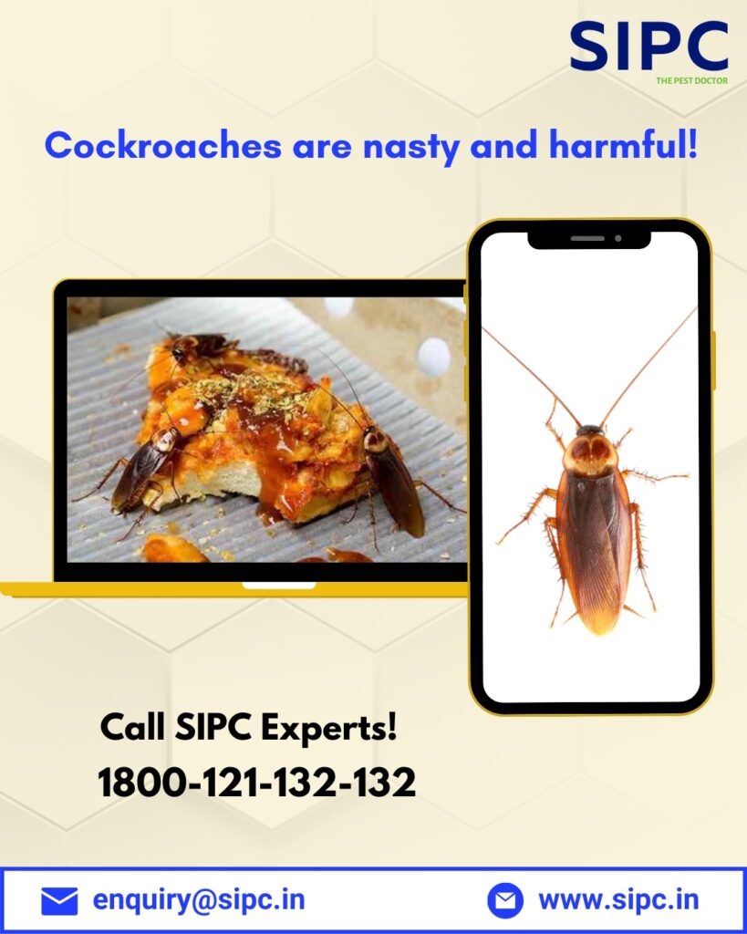 cockroach control service in hyderabad 410d60f8