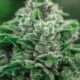Exotic Dreams DC: Premium Weed Delivery for Sativa, Hybrid,