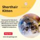 British shorthair kitten for sale singapore