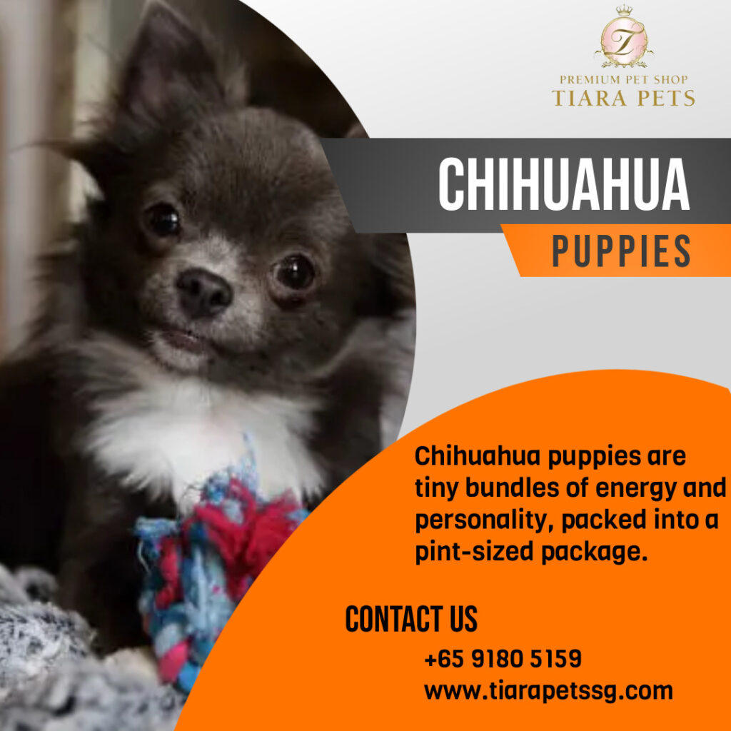 chihuahua puppies for sale singapore 1 e7652c06