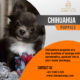 Chihuahua Puppies for Sale Singapore