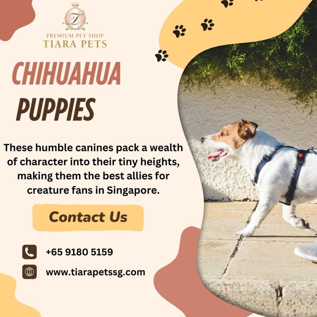 chihuahua puppies for sale singapore 16f8d034