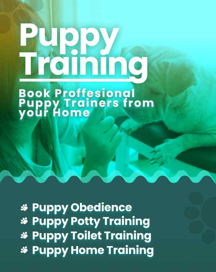 dog training session for pet parents in pune e2c36d0b