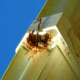 Experts for Wasp Nest Removal & Control in Melbourne