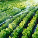micro irrigation fund ea20f800