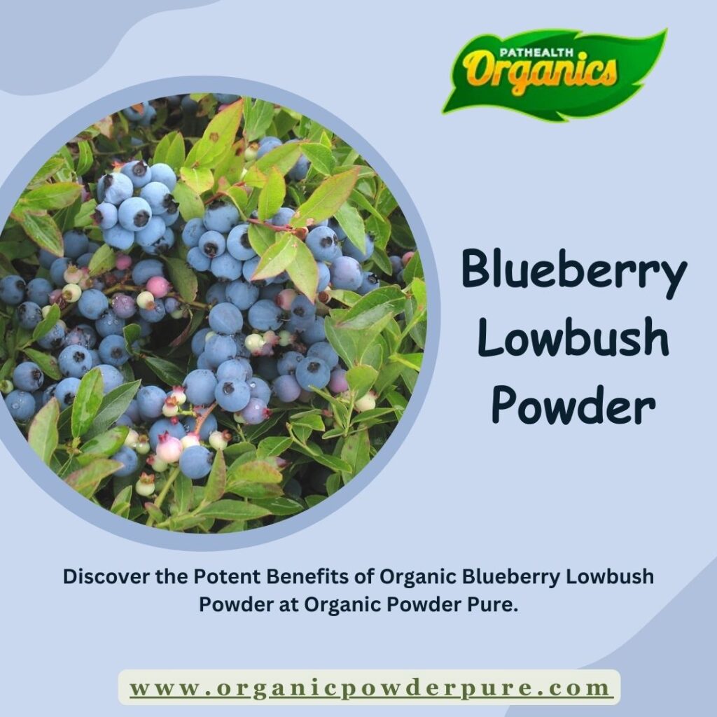 organic blueberry lowbush powder 022d346a