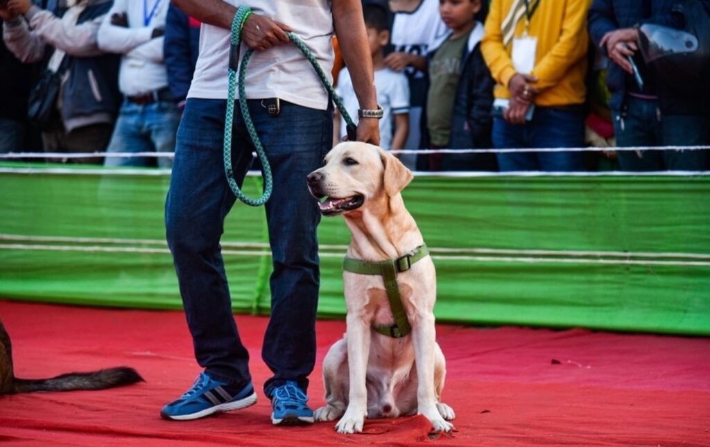 dog trainer in delhi dog training service in delhi 262bef47
