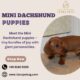 Mini Dachshund puppies for sale Singapore