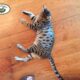 Savannah Cat Breeders Near You | Top Quality Kittens Available