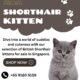 British shorthair kitten for sale Singapore