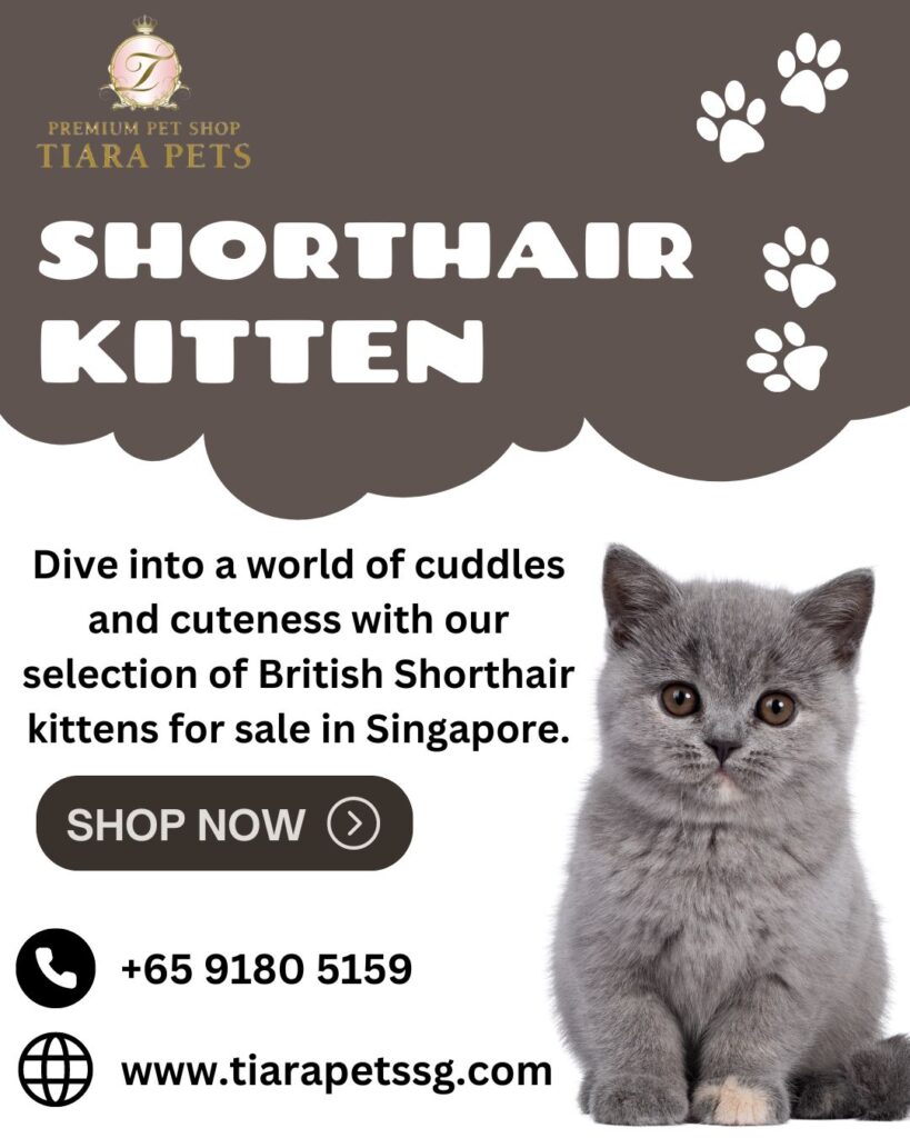 british shorthair kitten for sale singapore 95320af7