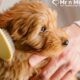 The Best Dog Grooming Services in Bangalore