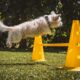Top 10 Dog Training Vero Beach