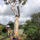Hire Specialist Tree Removal Service in Sydney
