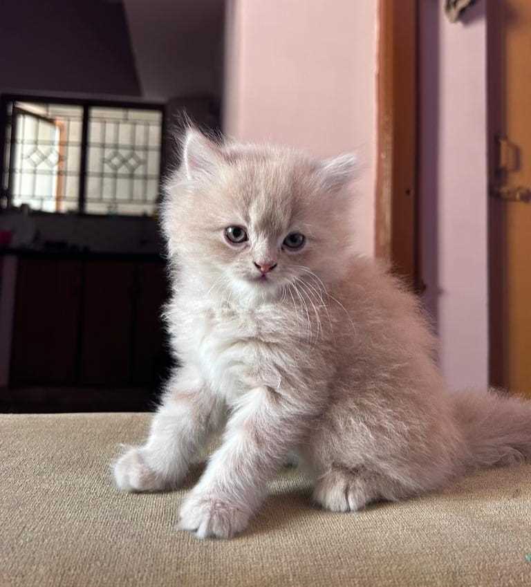 persian kitten in bangalore 4ac60153