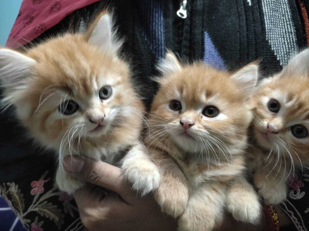 persian kitten in delhi 1 dccc5e55