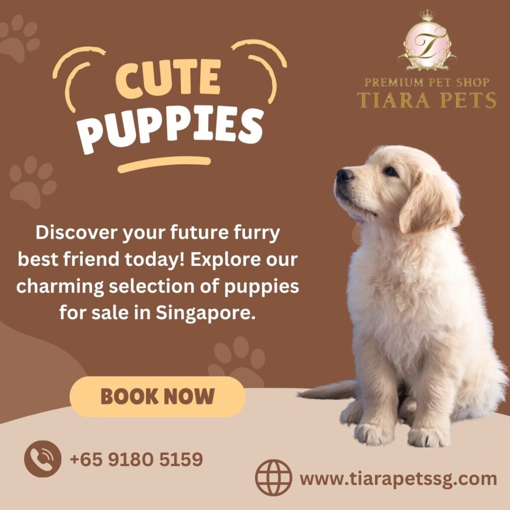 puppies for sale in singapore 9554e2c0