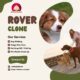 MiraCuves Your Trusted Companion for Pet Services - Rover Clone Solution