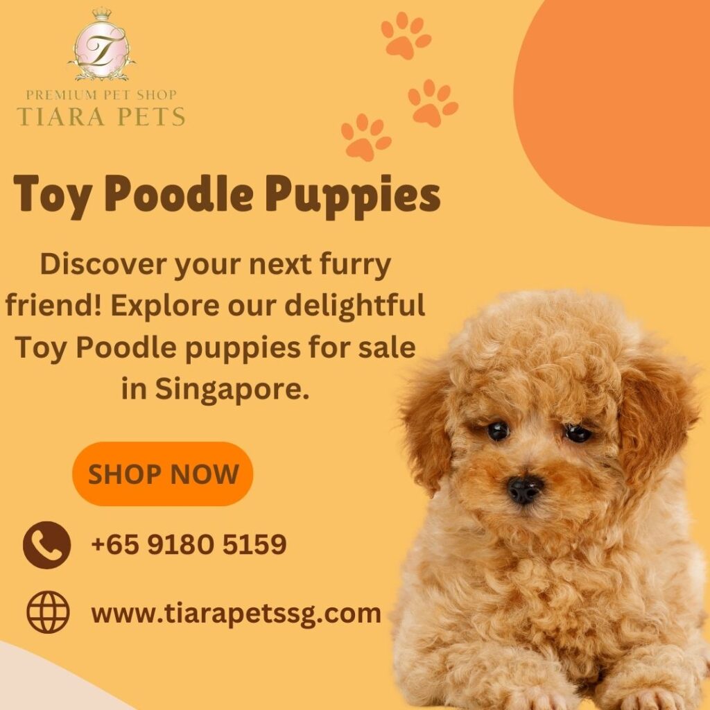 toy poodle puppies for sale singapore 20e6a7b0