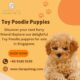 Toy Poodle puppies for sale Singapore