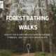 Discover Peace: Forest Bathing Walks