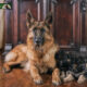 Gorgeous Sable German Shepherd Puppies for Sale