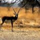 Tal Chhapar Blackbuck Sanctuary | Wildlife Sanctuary Rajasthan